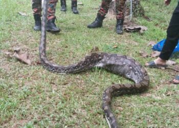 PASUKAN bomba menangkap ular sawa sepanjang 12 kaki di Kampung Suasa, Beaufort.