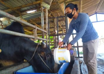 AZIZI Mustafa memberi makan kepada lembu ternakannya di Kampung Balik Bukit, Melaka. - UTUSAN/MUHAMMAD SHAHIZAM TAZALI