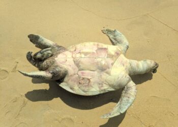 BANGKAI penyu agar jantan yang dipercayai sudah mati sejak seminggu lalu dengan usus perutnya terkeluar di Pantai Kuala Abang di Dungun.