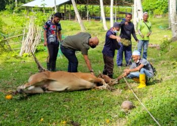 AZNEL Ibrahim (dua dari kiri) membantu penduduk melaksanakan program korban di Kampung Selarong, Pengkalan Hulu dekat Gerik. - UTUSAN/NORLIA RAMLI