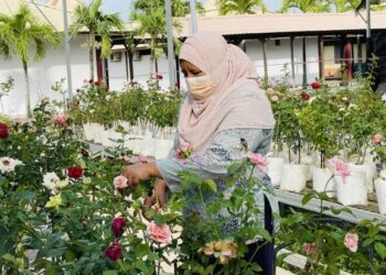 ANASIKA Zainal menanam lebih 3,000 pokok ros di Eyka Rose Garden,  Pendang, Kedah. - UTUSAN/JAMLIAH ABDULLAH