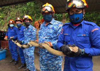 ANGGOTA APM Tanjung Bunga mengambil masa kira-kira 15 minit untuk menangkap seekor ular tedung selar di Sungai Emas, Batu Ferringhi, Pulau Pinang.
