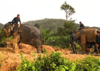 GAJAH denak, Abot (kiri) membantu menenangkan gajah jantan liar, Yob Daha ketika operasi memindahkan haiwan itu di Felda Bersia di Gerik hari ini. - UTUSAN/MOHAMAD HAFIZI MOHD SAID
