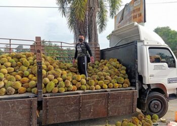 LORI yang membawa buah durian sumbangan Syarikat AAIA Teraju Sdn. Bhd. untuk disumbangkan kepada penduduk secara 'pandu dan lalu' di Kampung Sungai Kepong di Temerloh, Pahang. - UTUSAN/HARIS FADILAH AHMAD