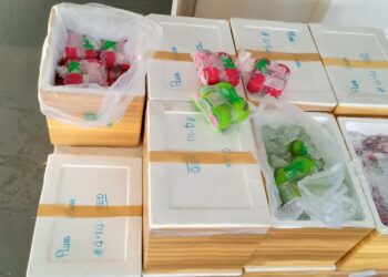 SEBAHAGIAN daripada jambu batu yang dirampas oleh Maqis di ICQS, Bukit Kayu Hitam, Rabu lalu.