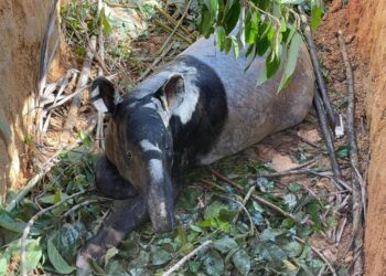 TAPIR jantan seberat 200 kilogram yang diselamatkan Perhilitan Kelantan selepas terjatuh ke dalam lubang di Kesedar Baru Chenulang, Kuala Krai, Kelantan. - IHSAN PERHILITAN KELANTAN