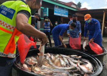SUKARELAWAN Angkatan Pertahanan Awam Malaysia (APM) dan Jawatankuasa Dangau Rezeki Komuniti sedang memasukkan ikan patin ke dalam plastik untuk diagihkan kepada kepada penduduk yang terjejas berikutan pelaksanaan Perintah Kawalan Pergerakan Diperketatkan (PKPD) di Kampung Kuala Tahan di Jerantut, Pahang. - UTUSAN/HARIS FADILAH AHMAD