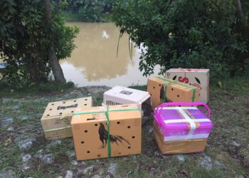 KOTAK dan bekas berisi burung dan ayam yang diseludup dari Thailand berjaya dirampas PGA dalam serbuan di pangkalan haram Sota, Rantau Panjang, Kelantan semalam. -IHSAN PGA