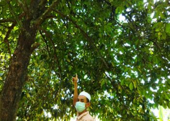 ANAK mangsa, Mohamad Hafiz Che Isa menunjuk pokok manggis yang dipanjat bapanya, Che Isa Wahab sebelum terjatuh dan meninggal dunia di Kampung Rambung Pulai,  Baling semalam. - UTUSAN/NORLIA RAMLI