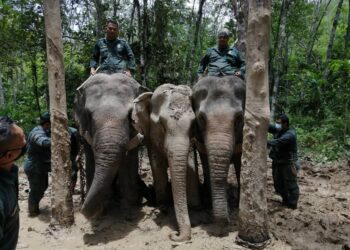 GAJAH denak, Alam (kiri) dan Rambai (kanan) mengapit Yong Cimot ketika proses memindahkan haiwan itu di Kampung Plang dekat Gerik.