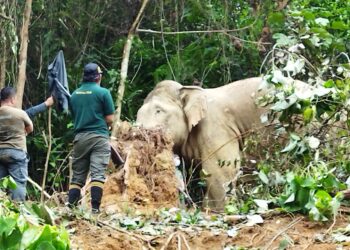 GAJAH jantan liar yang ditangkap sedang dalam proses pemindahan di Kampung Bukit Hijau, Kupang, Baling. - UTUSAN/NORLIA RAMLI