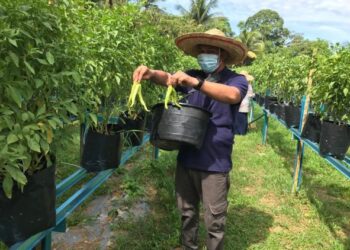 MOHD. Arie Faie Jusoh memeriksa tanaman di kebun sayur yang diusahakan di Kampung Chenderong Batu, Tumpat baru-baru ini. - UTUSAN/ROSLIZA MOHAMED