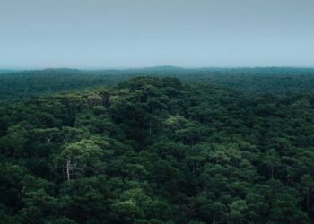 HUTAN Simpan Kuala Langat Utara berperanan menyerap pelepasan gas karbon dioksida di Lembah Klang yang teruk tercemar. – Foto ihsan Sahabat Alam Malaysia