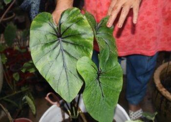 KELADI jenis topeng firaun dijual sehingga RM2,000 sepokok di nurseri diusahakan Siti Rogayah Mat Deris di Felda Teratai Jengka 21
di Kuala Krau, Pahang. – MINGGUAN/SALEHUDIN MAT RASAD