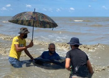 SYAMIL ABD. RAHMAN (kanan) bersama nelayan dan ahli PNW menyelamatkan ikan lumba-lumba yang terdampar dan membawanya kembali ke laut di perairan Kuala Sanglang, Kuala Perlis hari ini.- UTUSAN