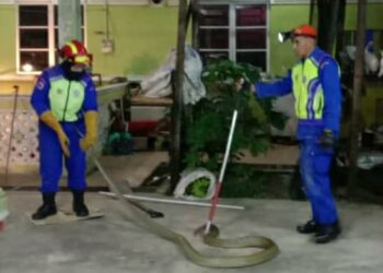 DUA anggota APM menunjukkan ular tedung selar yang ditangkap di sebuah rumah di Kampung Padang Ketemba, Kuala Pegang, Baling semalam.