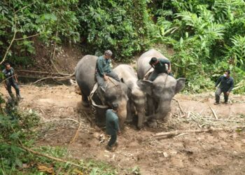 DUA ekor gajah denak digunakan dalam operasi memindahkan gajah liar jantan yang ditangkap di Kampung Lepang Nenering di Gerik hari ini.  - UTUSAN/IHSAN PERHILITAN PERAK