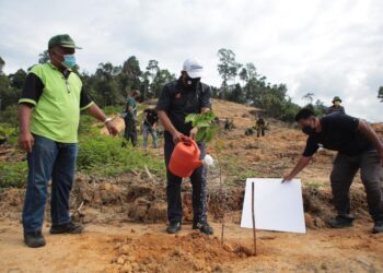 MUHAMAD Abdullah (tengah) menyiram pokok yang ditanam sempena Kempen Penanaman 100 juta pokok 2021-2025 di Kompartmen 4, Hutan Simpan Bukit Enggang, Sik hari ini. - UTUSAN/SHAHIR NOORDIN