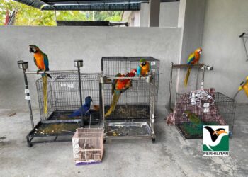 TANGKAP layar menunjukkan sekumpulan tujuh ekor unggas yang dirampas Perhilitan kerana dibela tanpa lesen di sebuah rumah di Perak. – Foto ihsan Perhilitan