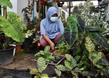 RAMLAH Siraj menanam lebih 500 pokok keladi daripada 100 jenis di halaman rumahnya di Padang Sanai, Kuala Nerang, Padang Terap, Kedah. - UTUSAN/JAMLIAH ABDULLAH