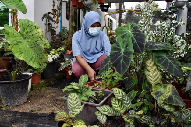 Pokok keladi viral