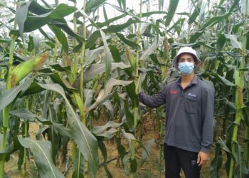 AHMAD MAZRAN Abdul di kebun jagungnya seluas 0.4 hektar di Felda Kota Gelanggi Dua di Jerantut, Pahang. - UTUSAN/HARIS FADILAH AHMAD