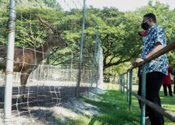 SANTHARA Kumar melihat rusa yang dipelihara di Taman Rekreasi Gunung Lang, Ipoh hari ini. - UTUSAN/ZULFACHRI ZULKIFLI