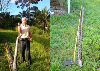 SEEKOR ular sawa sepanjang kira-kira enam meter ditemui di dalam kandang kambing di Kampung Anak Air Durian Daun, Pondoi, Tampin awal pagi tadi.