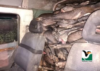 ANTARA sebahagian karkas babi hutan yang dirampas sebelum sempat diseludup ke Thailand baru-baru ini. – Foto ihsan Perhilitan