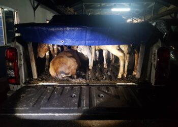 SEBAHAGIAN kambing dirampas Batalion 7 Kuantan selepas menahan pacuan empat roda di SJR Banggol Kong, Jeram Perdah, Rantau Panjang semalam.