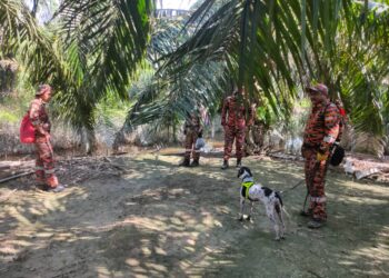 OPERASI mencari mangsa hilang disertai Unit Anjing Pengesan (K9) bomba di kawasan ladang kelapa sawit di Kampung Alor Bakong, Langkap hari ini. - UTUSAN/IHSAN BOMBA