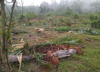 SEBAHAGIAN tanaman sawit penduduk yang musnah apabila kawanan gajah liar menceroboh kebun di Kampung Ulu Retang di Jerantut, Pahang. - GAMBAR IHSAN PENDUDUK ULU RETANG