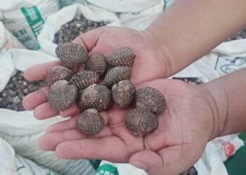 PETUGAS Jabatan Perikanan Malaysia sibuk memunggah kerang induk bagi projek pembakaan benih di sekitar Pulau Pinang dan Kedah. – Foto ihsan DOF
