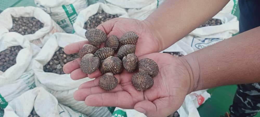 Populasi kerang semakin pulih - Melaysiakini