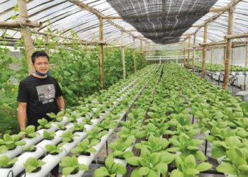 AFIZUL Jamal menunjukkan tanaman sayur-sayuran hidroponik yang diusahakan di halaman rumahnya di Kampung Buang Sayang, Papar, Sabah.