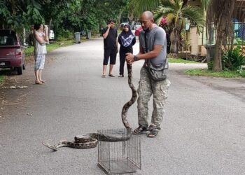 SEORANG penduduk, Fairuz Zulkifli berjaya menangkap seekor ular sawa di Jalan Seri Raya 4, Taman Muzzafar Shah, Ayer Keroh, Melaka. - UTUSAN/AMRAN MULUP.