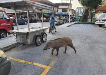 ORANG ramai di sekitar Jalan Gurney, Pulau Pinang gempar apabila seekor babi hutan dewasa menceroboh masuk ke kawasan berkenaan hari ini.