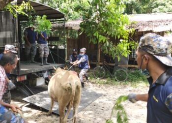 ANGGOTA penguat kuasa dibantu penduduk kampung berusaha menarik lembu yang berjaya ditangkap naik ke atas lori. - UTUSAN/ROHANA MOHD. NAWI