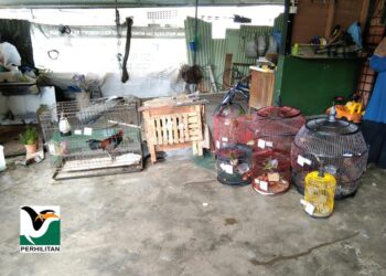 SEBAHAGIAN unggas liar tanpa dokumen sah yang dirampas Perhilitan di sebuah premis di Segamat, Johor baru-baru ini. – IHSAN PERHILITAN