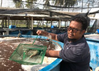 MUHAMMAD Naim Saa’ri menunjukkan udang putih yang diternak di Kampung Tok Kederat, Kandis, Bachok. 
– UTUSAN/ROSLIZA MOHAMED
