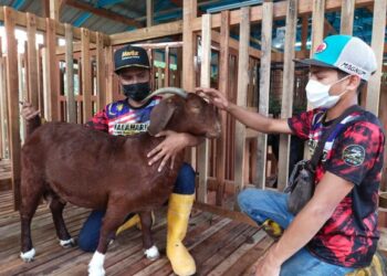 MOHD. Azwan Harun (kiri) memeriksa kambing baka Red Boer America miliknya bersama seorang pembantu di Kampung Lebai Akhil, Pasir Mas. – UTUSAN/ YATIMIN ABDULLAH
