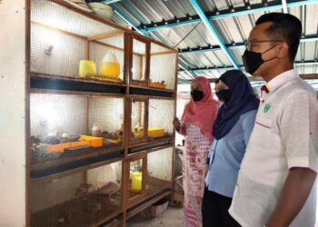 ASMAIZA AHMAD (tengah) melihat anak ayam piru yang diusahakan pekebun kecil di Kampung Chelong, Padang Besar, Perlis hari ini.- UTUSAN/SYED AZLAN SAYID HIZAR
