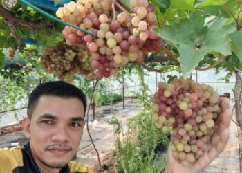 ZAIRIZAL Zainon menunjukkan buah anggur yang terdapat di kebunnya di Jalan Datuk Kumbar, Alor Setar, Kedah. - UTUSAN/MOHD. RIFAAT ABD. HAMID