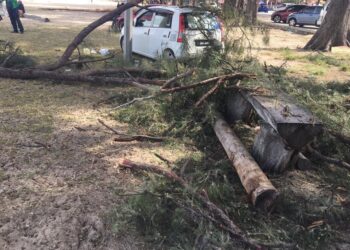 DAHAN pokok ru yang menghempap seorang nenek hingga cedera di Pantai Batu Buruk di Kuala Terengganu, hari ini.
