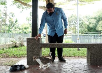 MUHAMAD Arafat Varisai Mahamad melihat kucing liar di Pasar Awam Tanjung Rambutan, Ipoh hari ini. - UTUSAN/ZULFACHRI ZULKIFLI