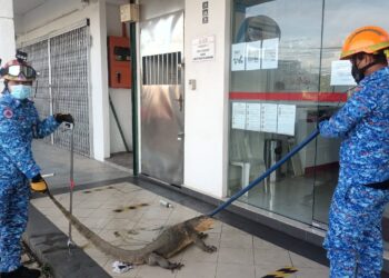 PASUKAN Angkatan Pertahanan Awam (APM) menangkap seekor biawak seberat 20 kilogram tersesat dekat hadapan sebuah bank di Jeram, Kuala Selangor, petang semalam.