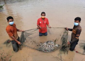 AMRAN Shamsuddin (tengah) menunjukkan sebahagian ikan keli yang masih terdapat di dalam kolam ternakannya di Kampung Tok Salam, Kubang Kenyeng, Naka, Padang Terap semalam. – UTUSAN/MOHD. RIFAAT ABD. HAMID