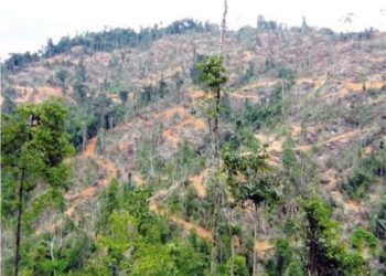 PEMANDANGAN Hutan Simpan Gunung Inas di Baling, Kedah yang musnah ditanam secara haram ratusan ribu anak pokok durian musang king. – GAMBAR ihsan PEKA