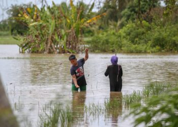 DUA penduduk mengambil kesempatan memasang pukat untuk menangkap ikan di kawasan sawah mereka yang ditenggelami banjir di Kampung Alor Tebuan, Mukim Tajar, Alor Setar. - UTUSAN/SHAHIR NOORDIN