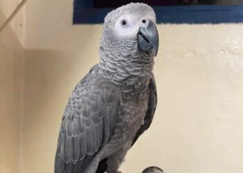 SEEKOR burung kakak tua jenis African Grey yang dicuri seorang penggangur sebelum diberkas polis di Kampung Dato' Kayaman, Padang Besar, Perlis.